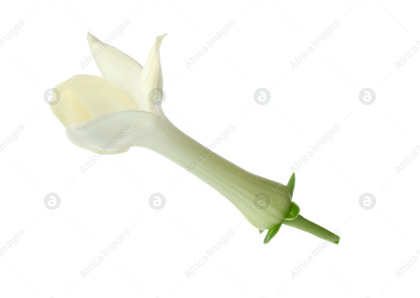 Beautiful aromatic jasmine flower isolated on white Photo of Beautiful aromatic jasmine flower isolated on white
