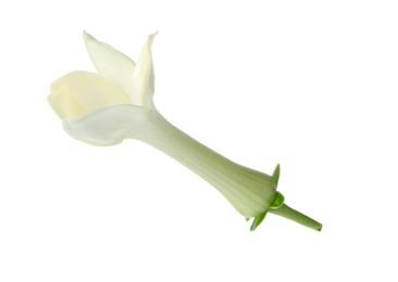 Photo of Beautiful aromatic jasmine flower isolated on white
