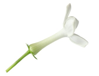 Photo of Beautiful aromatic jasmine flower isolated on white