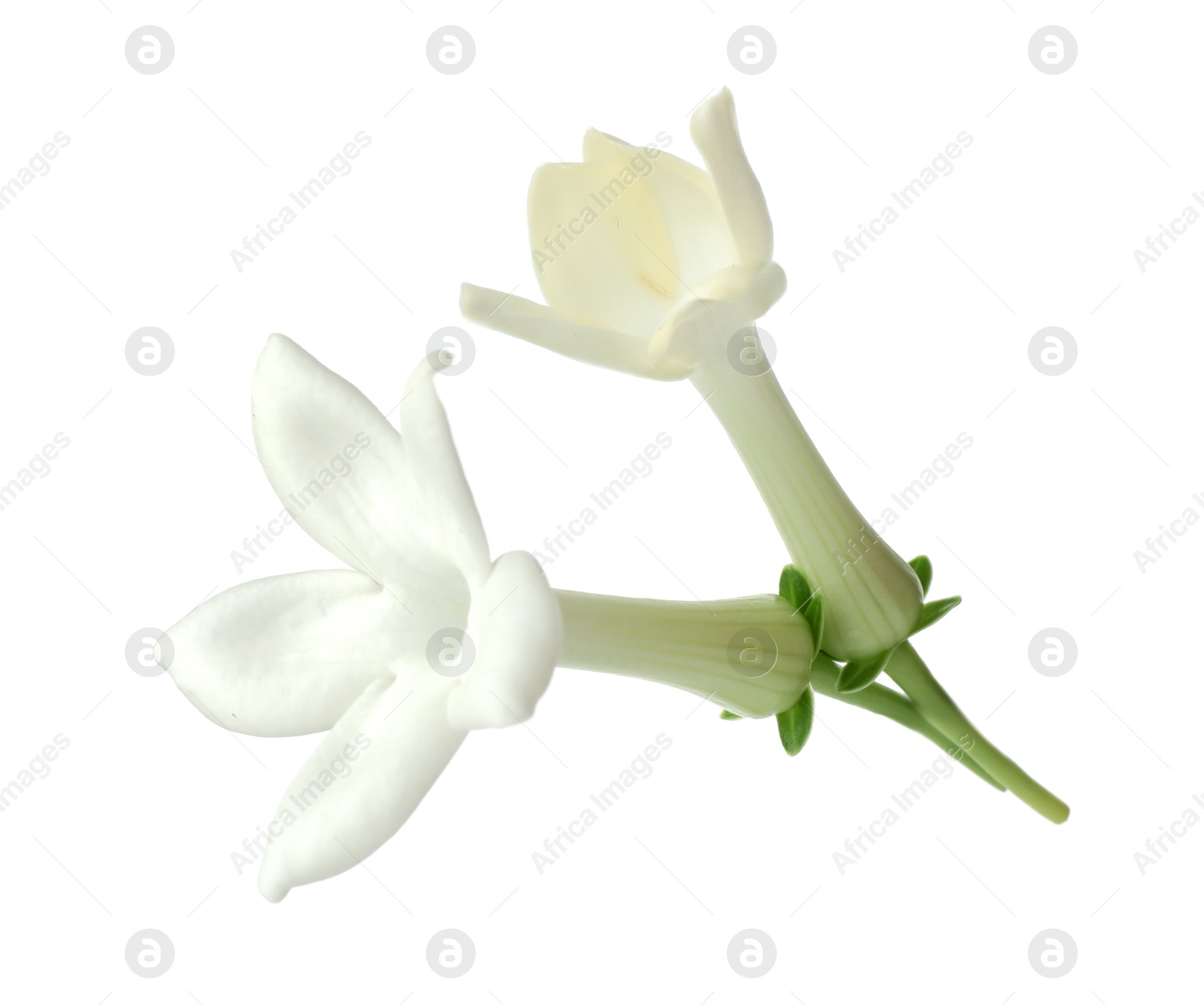 Beautiful aromatic jasmine flowers isolated on white Photo of Beautiful aromatic jasmine flowers isolated on white