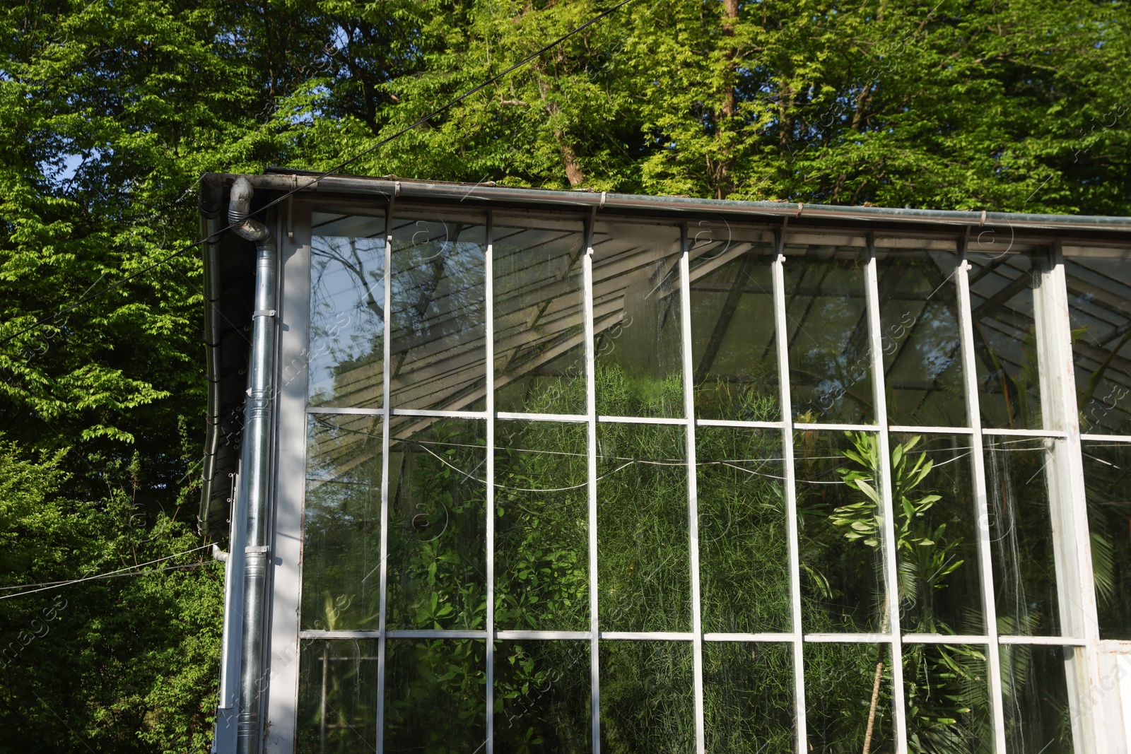 Greenhouse with different beautiful plants in park Photo of Greenhouse with different beautiful plants in park