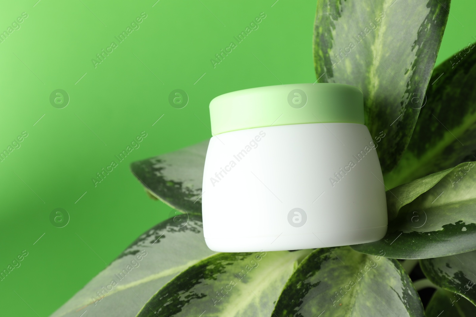 Jar of moisturizing body cream on plant against light green background, closeup. Space for text Photo of Jar of moisturizing body cream on plant against light green background, closeup. Space for text
