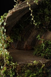 Photo of Tree bark with plants, closeup. Stylish presentation for product