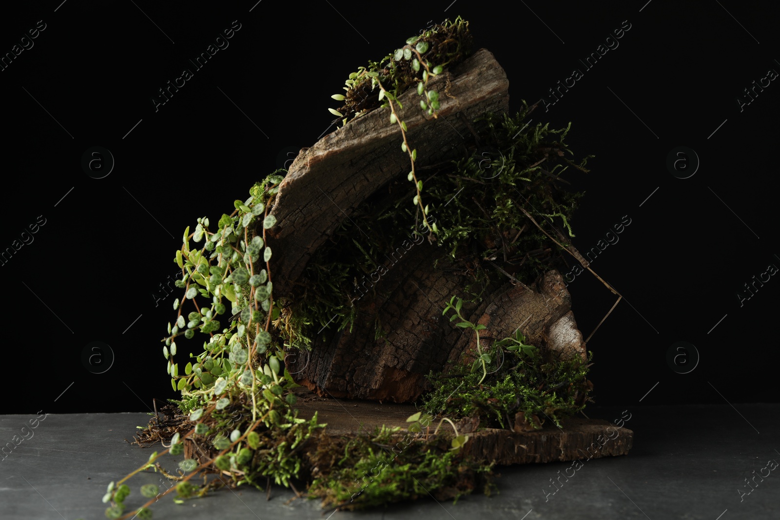 Tree bark with plants on grey table, closeup. Stylish presentation for product Photo of Tree bark with plants on grey table, closeup. Stylish presentation for product