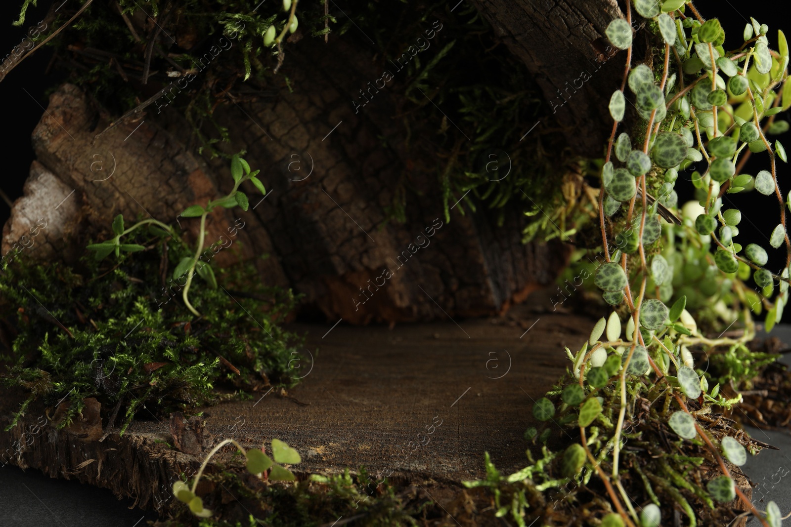 Tree bark with plants, closeup. Stylish presentation for product Photo of Tree bark with plants, closeup. Stylish presentation for product