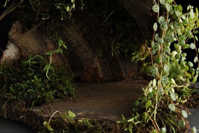 Photo of Tree bark with plants, closeup. Stylish presentation for product