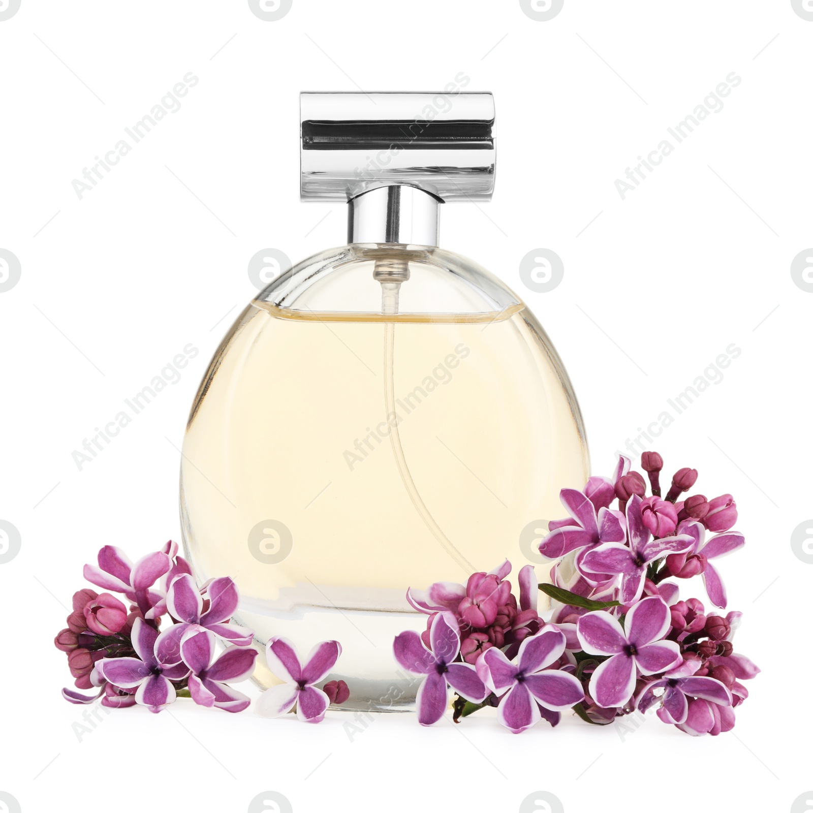 Bottle of luxury perfume and lilac flowers isolated on white Photo of Bottle of luxury perfume and lilac flowers isolated on white
