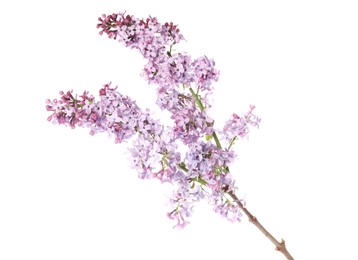 Photo of Branch with beautiful lilac flowers isolated on white