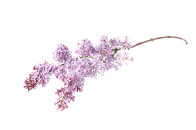Photo of Branch with beautiful lilac flowers isolated on white