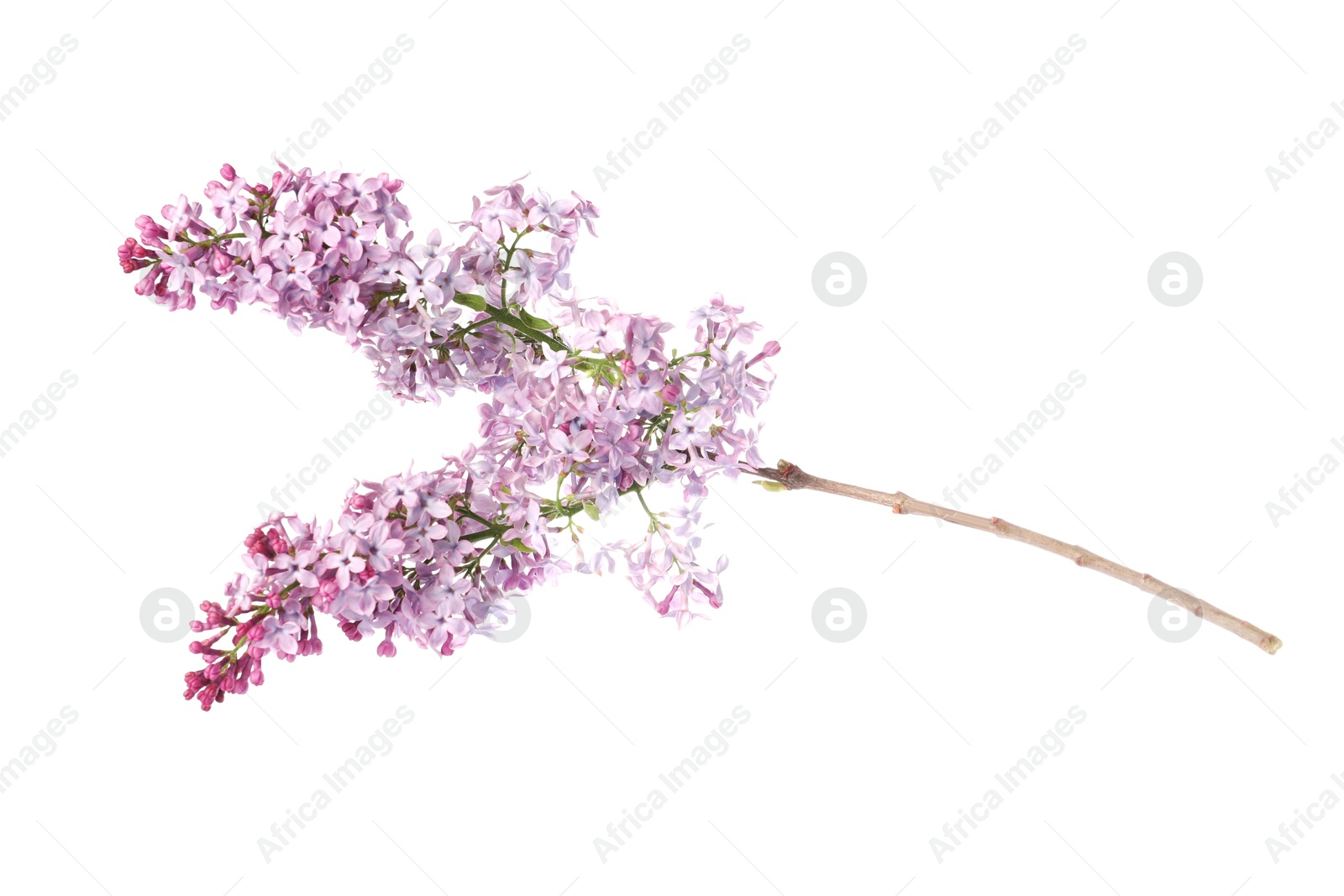 Branch with beautiful lilac flowers isolated on white Photo of Branch with beautiful lilac flowers isolated on white
