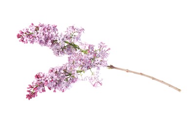 Photo of Branch with beautiful lilac flowers isolated on white