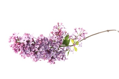 Photo of Branch with beautiful lilac flowers and leaves isolated on white