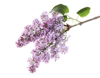 Photo of Branch with beautiful lilac flowers and leaves isolated on white