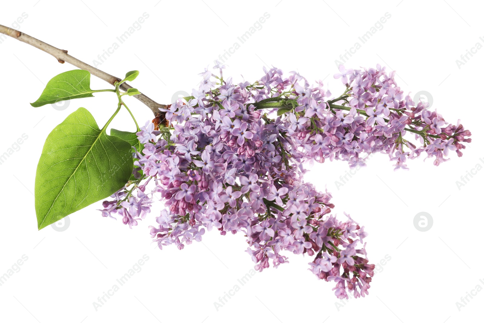 Branch with beautiful lilac flowers and leaves isolated on white Photo of Branch with beautiful lilac flowers and leaves isolated on white