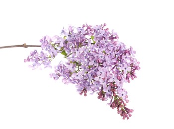 Photo of Branch with beautiful lilac flowers isolated on white