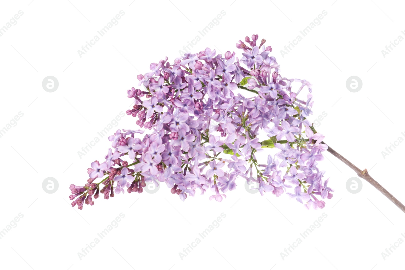 Branch with beautiful lilac flowers isolated on white Photo of Branch with beautiful lilac flowers isolated on white