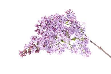 Photo of Branch with beautiful lilac flowers isolated on white
