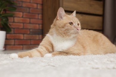 Photo of Cute ginger cat lying on floor at home