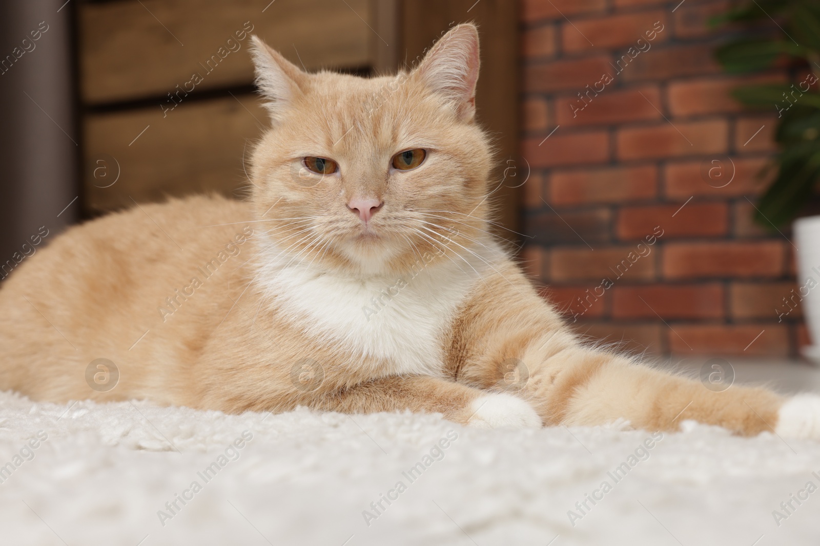 Cute ginger cat lying on floor at home Photo of Cute ginger cat lying on floor at home