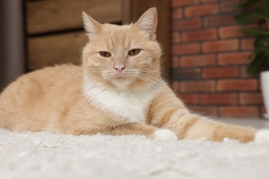 Photo of Cute ginger cat lying on floor at home
