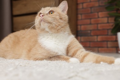 Photo of Cute ginger cat lying on floor at home