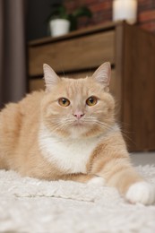 Photo of Cute ginger cat lying on floor at home