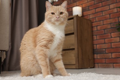 Photo of Cute ginger cat sitting on floor at home, space for text
