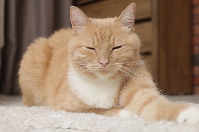 Photo of Cute ginger cat lying on floor at home