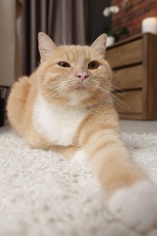 Photo of Cute ginger cat lying on floor at home