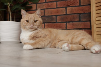 Photo of Cute ginger cat lying on floor at home