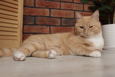 Photo of Cute ginger cat lying on floor at home