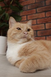 Photo of Cute ginger cat lying on floor at home, closeup