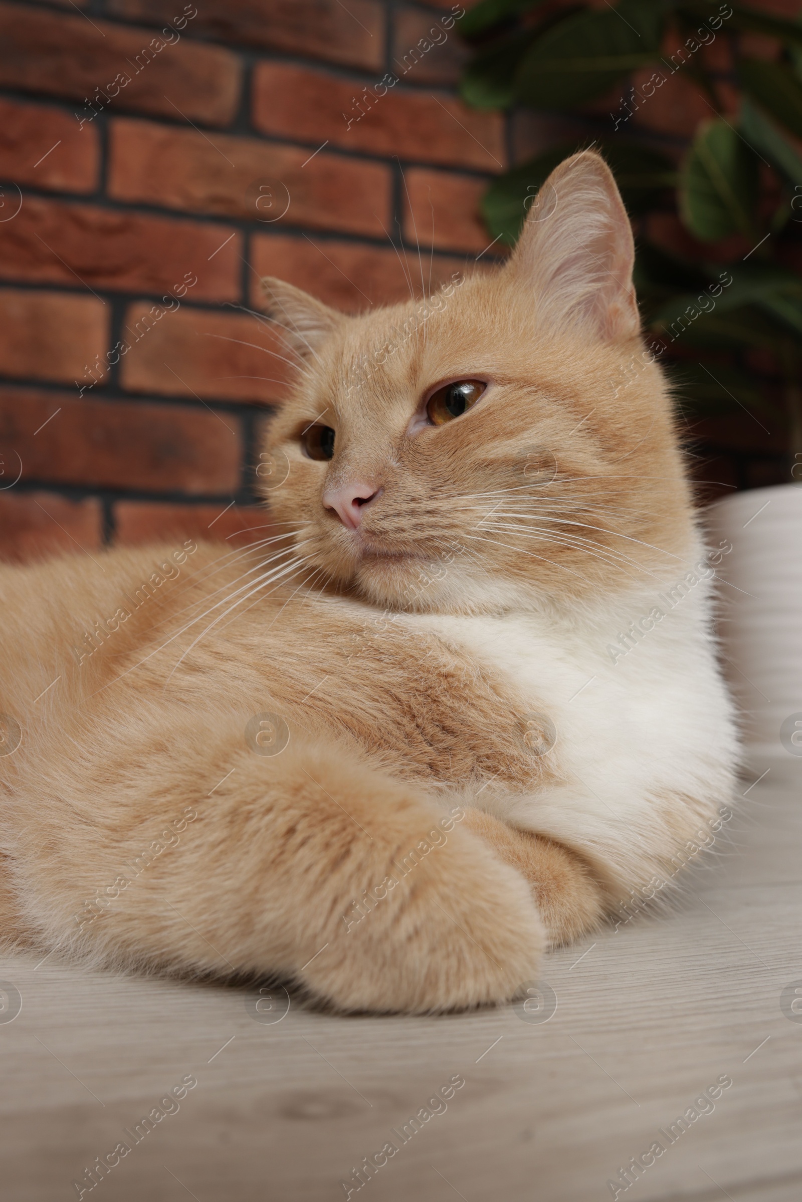 Photo of Cute ginger cat lying on floor at home, closeup