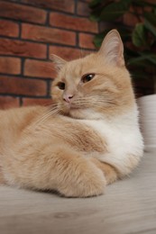 Photo of Cute ginger cat lying on floor at home, closeup