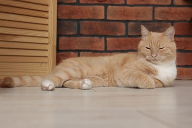 Photo of Cute ginger cat lying on floor at home