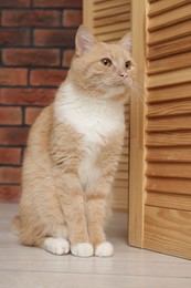 Photo of Cute ginger cat sitting on floor at home