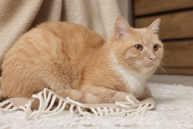 Photo of Cute ginger cat lying on floor at home