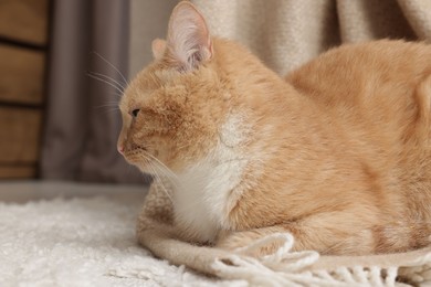 Photo of Cute ginger cat lying on floor at home, closeup