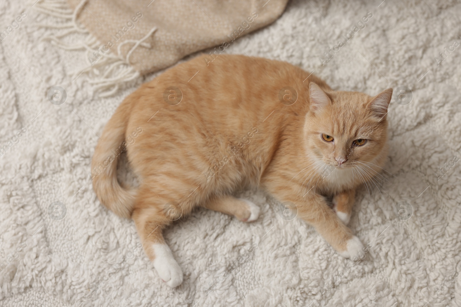 Cute ginger cat lying on floor at home, above view Photo of Cute ginger cat lying on floor at home, above view