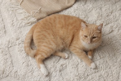 Photo of Cute ginger cat lying on floor at home, above view