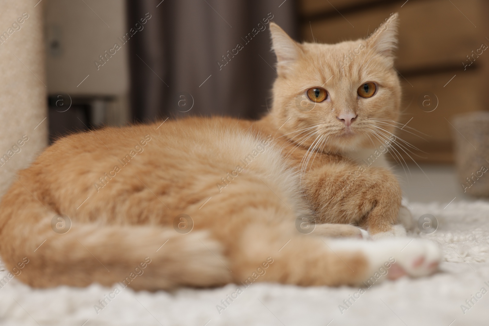 Cute ginger cat lying on floor at home Photo of Cute ginger cat lying on floor at home