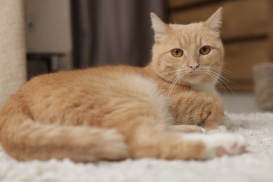 Photo of Cute ginger cat lying on floor at home