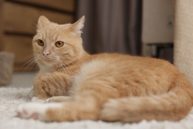 Photo of Cute ginger cat lying on floor at home