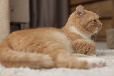 Photo of Cute ginger cat lying on floor at home