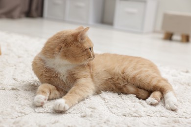 Photo of Cute ginger cat lying on floor at home