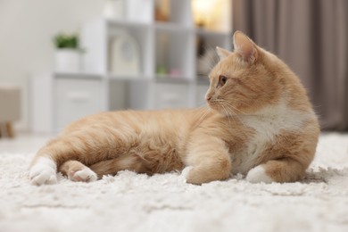 Photo of Cute ginger cat lying on floor at home