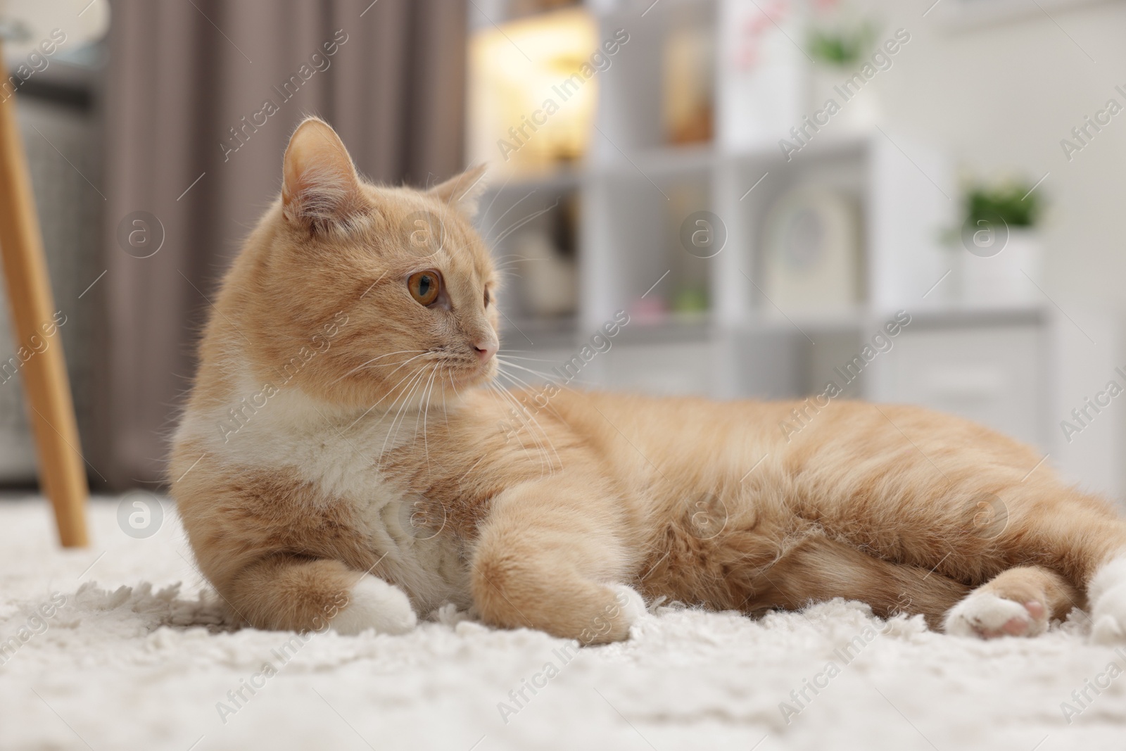 Cute ginger cat lying on floor at home Photo of Cute ginger cat lying on floor at home