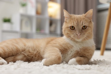 Photo of Cute ginger cat lying on floor at home