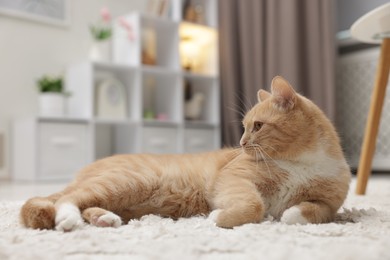 Photo of Cute ginger cat lying on floor at home