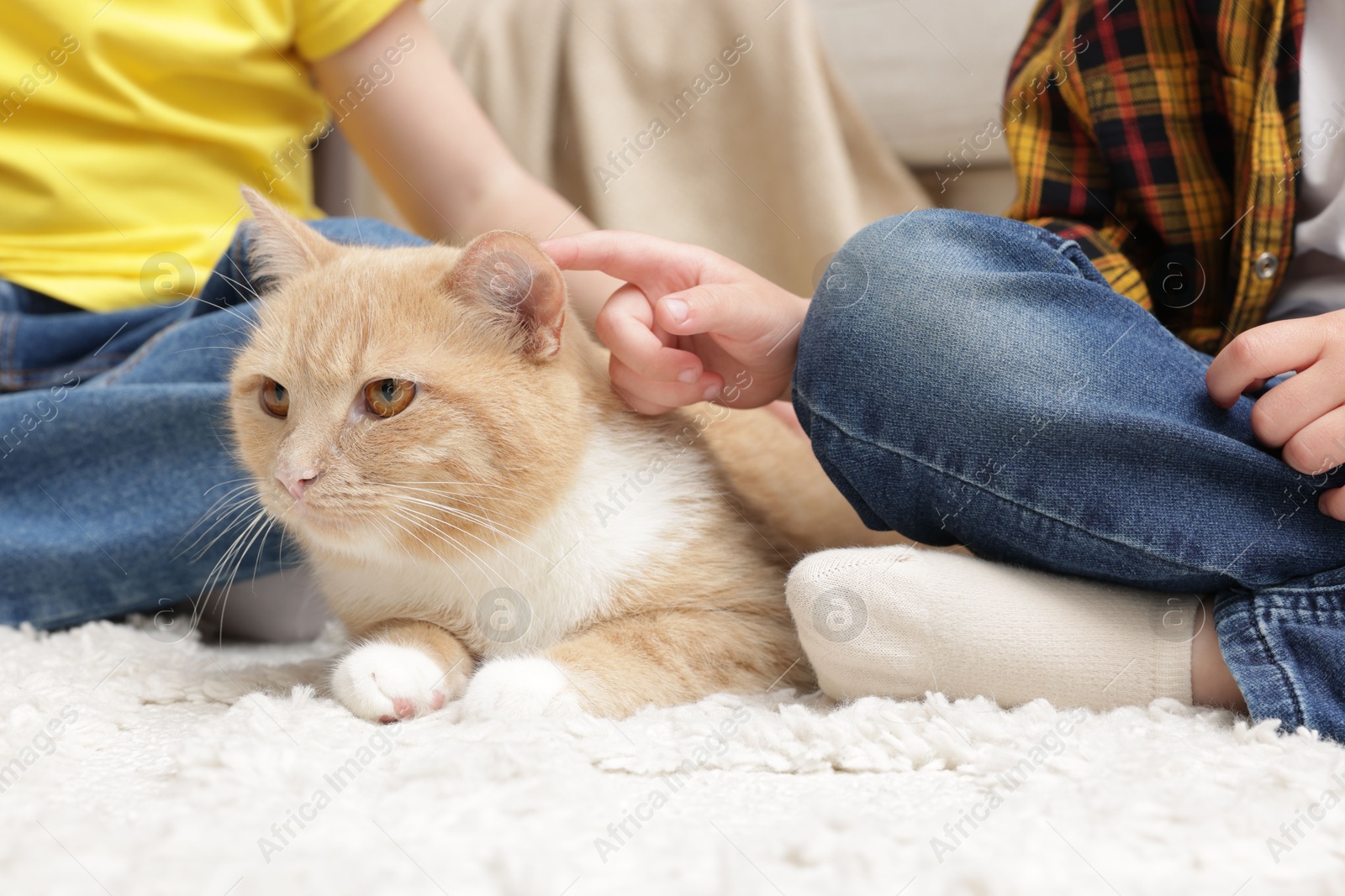 Little kids with their cute ginger cat at home, closeup Photo of Little kids with their cute ginger cat at home, closeup